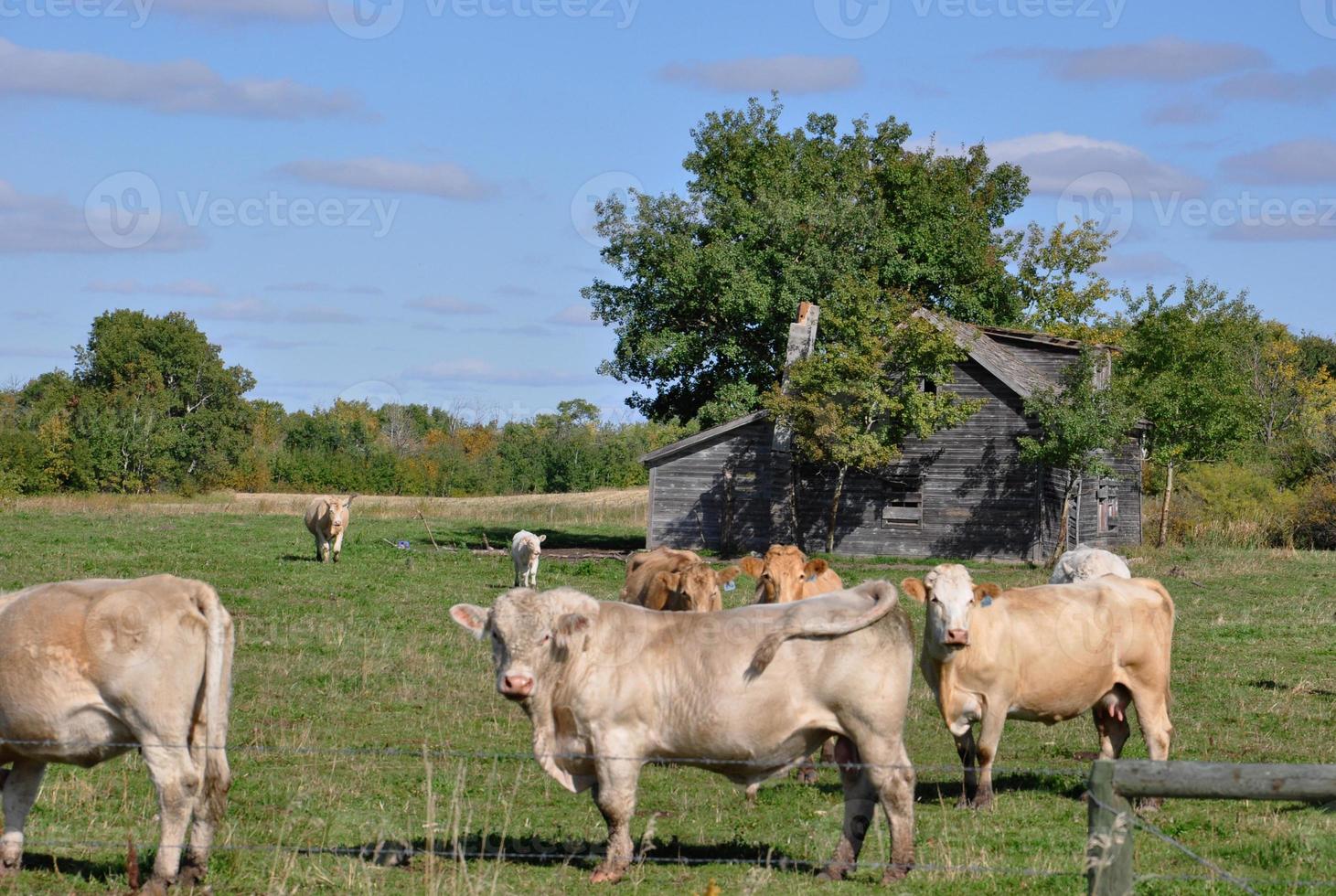 Curious herd of cattle approaches a fence photo