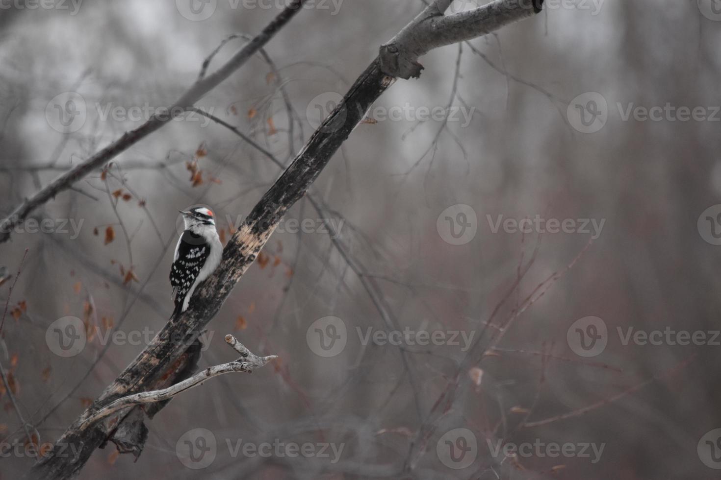 pájaro carpintero velloso sentado en un árbol foto