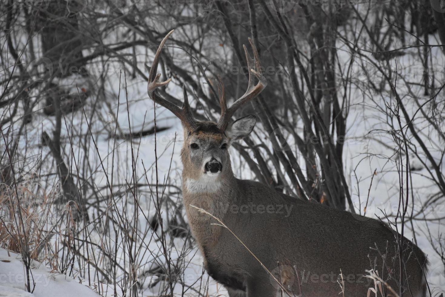 Lone Deer in Winter photo