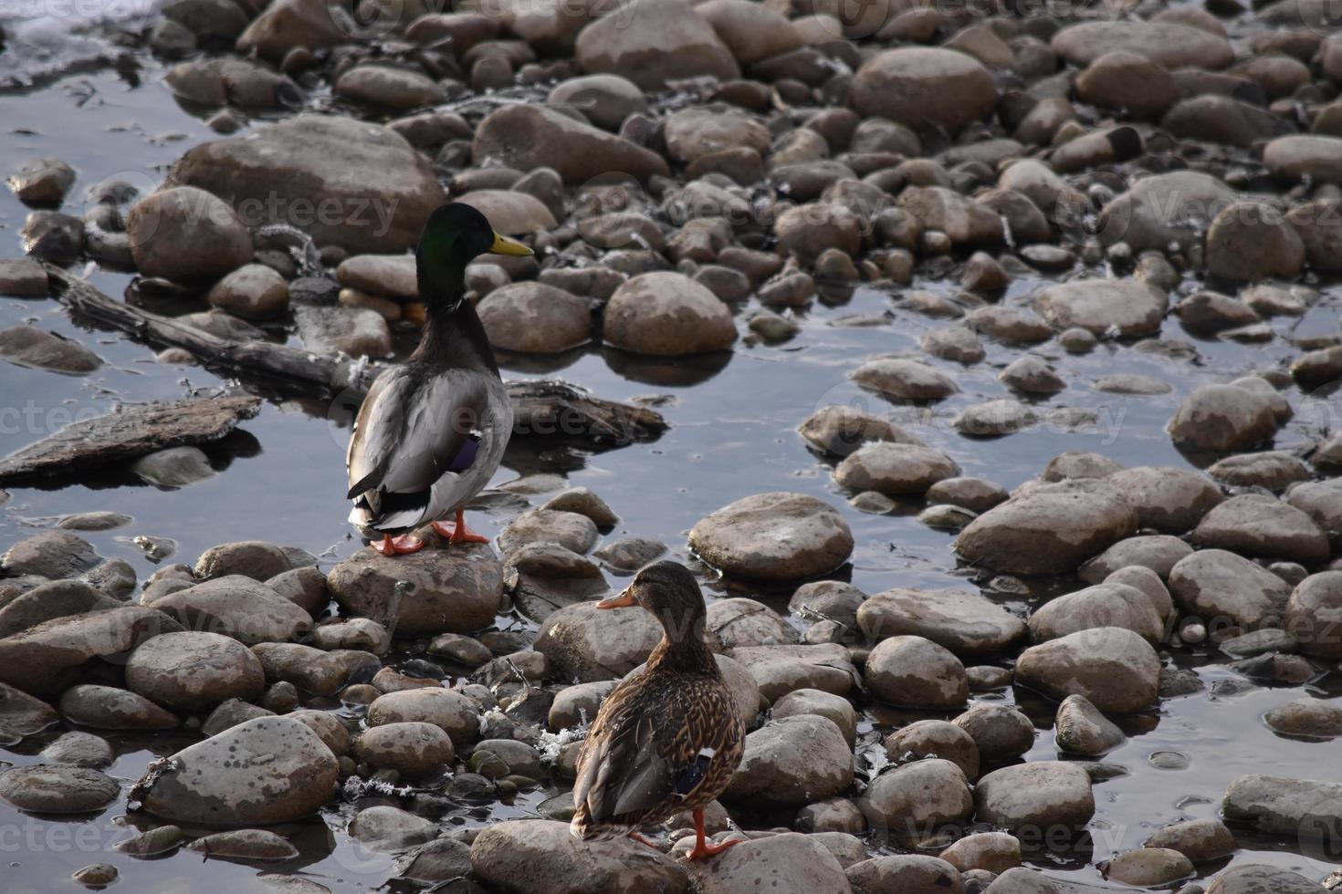 patos reales en las rocas y en el agua foto