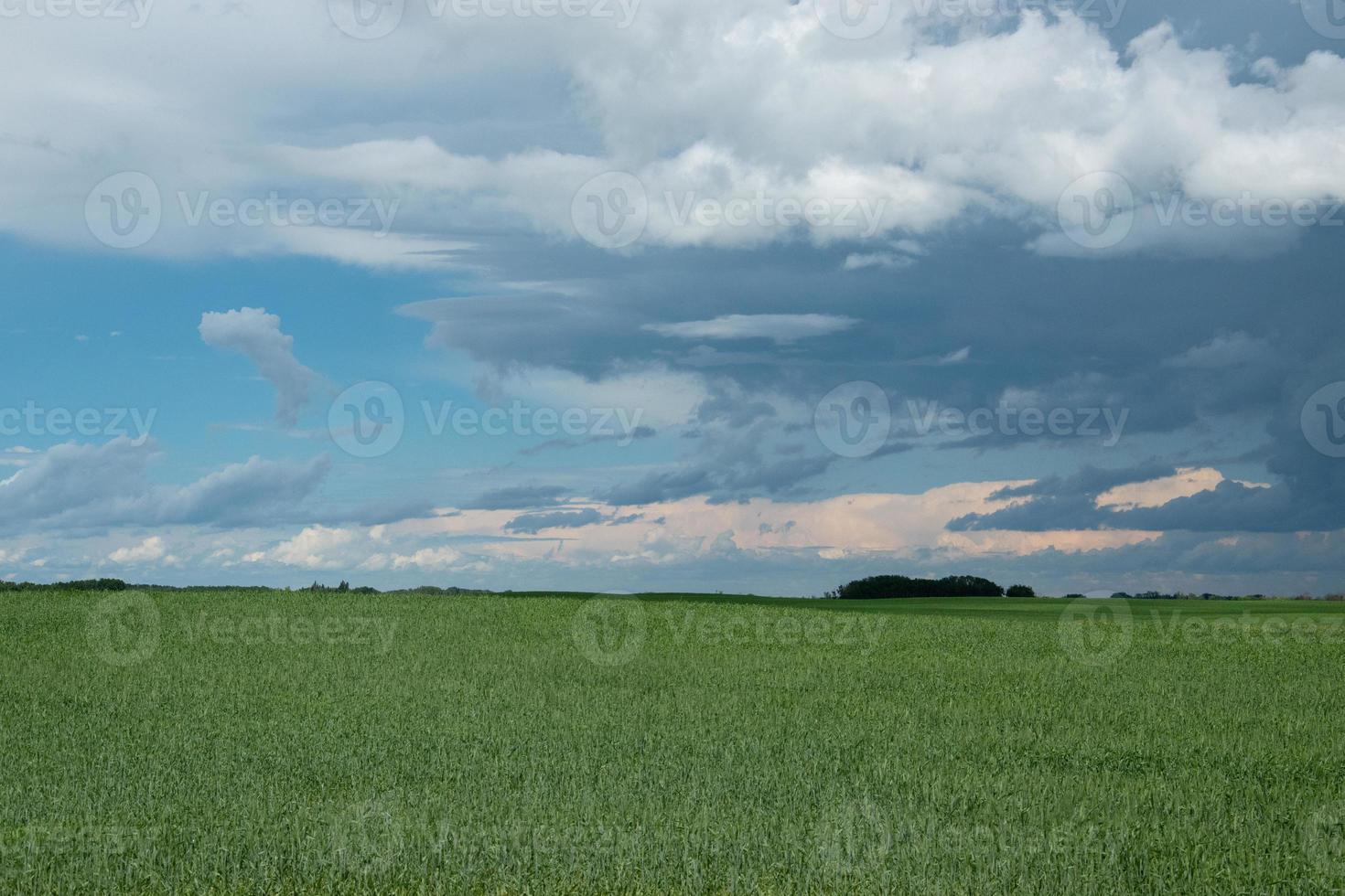Farm land and canola crops, Saskatchewan, Canada. photo