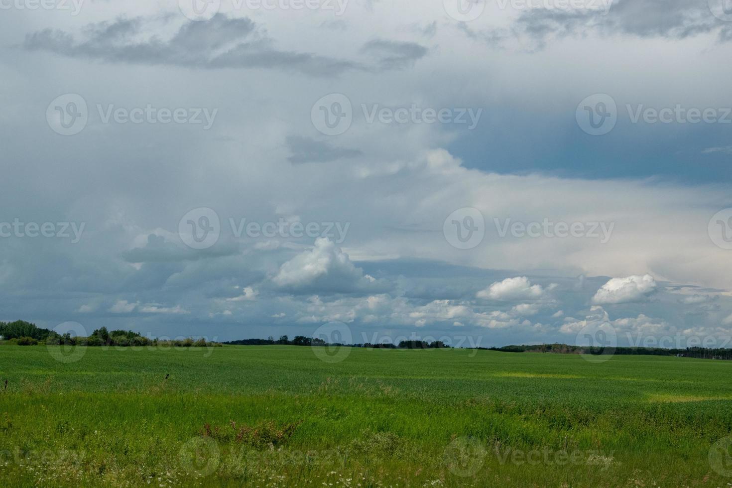 tierras agrícolas y cultivos de canola, saskatchewan, canadá. foto