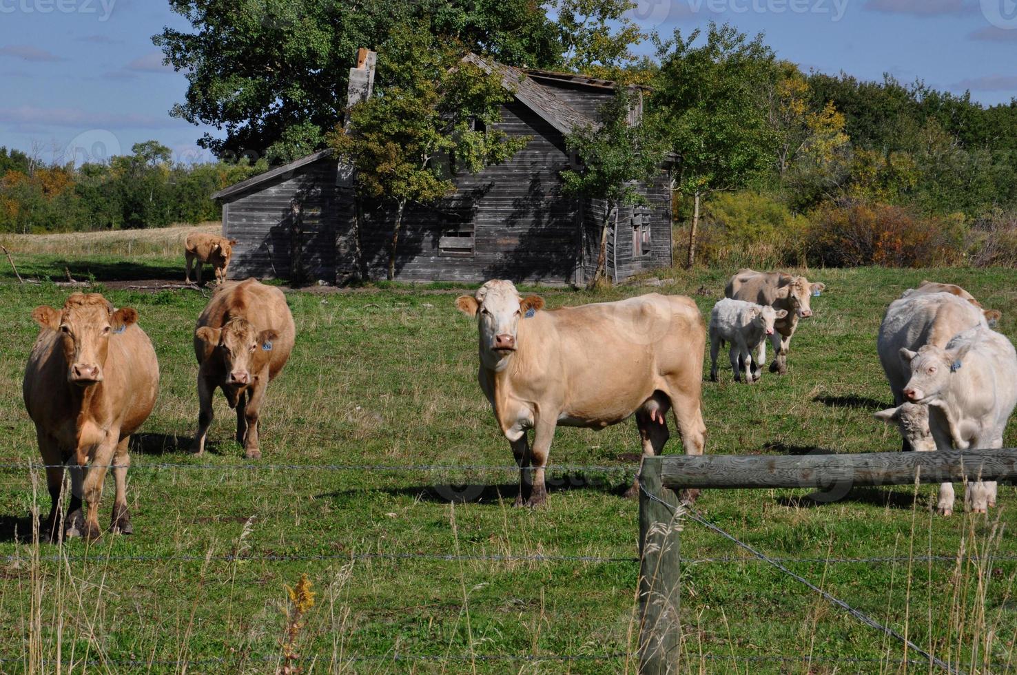 Curious herd of cattle approaches a fence photo