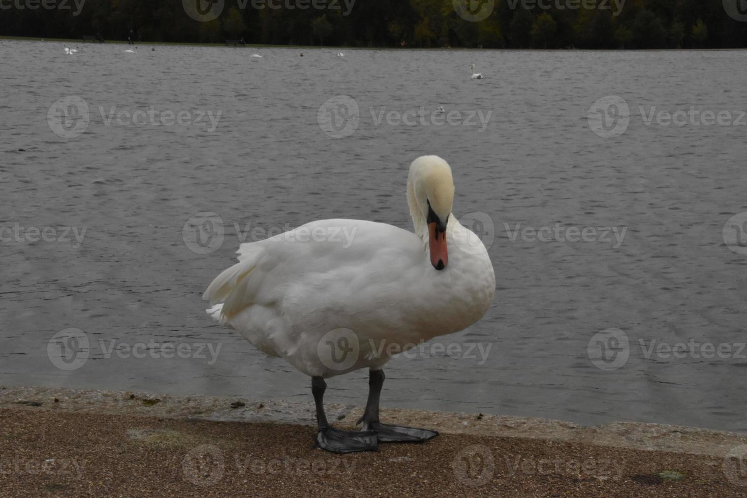 White Swan on the edge of a Pond photo