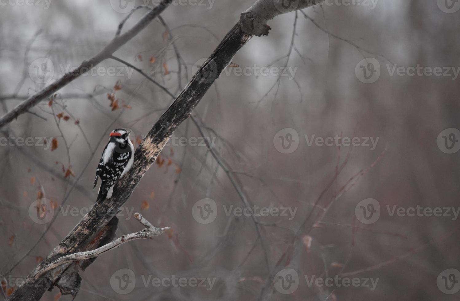 pájaro carpintero velloso sentado en un árbol foto