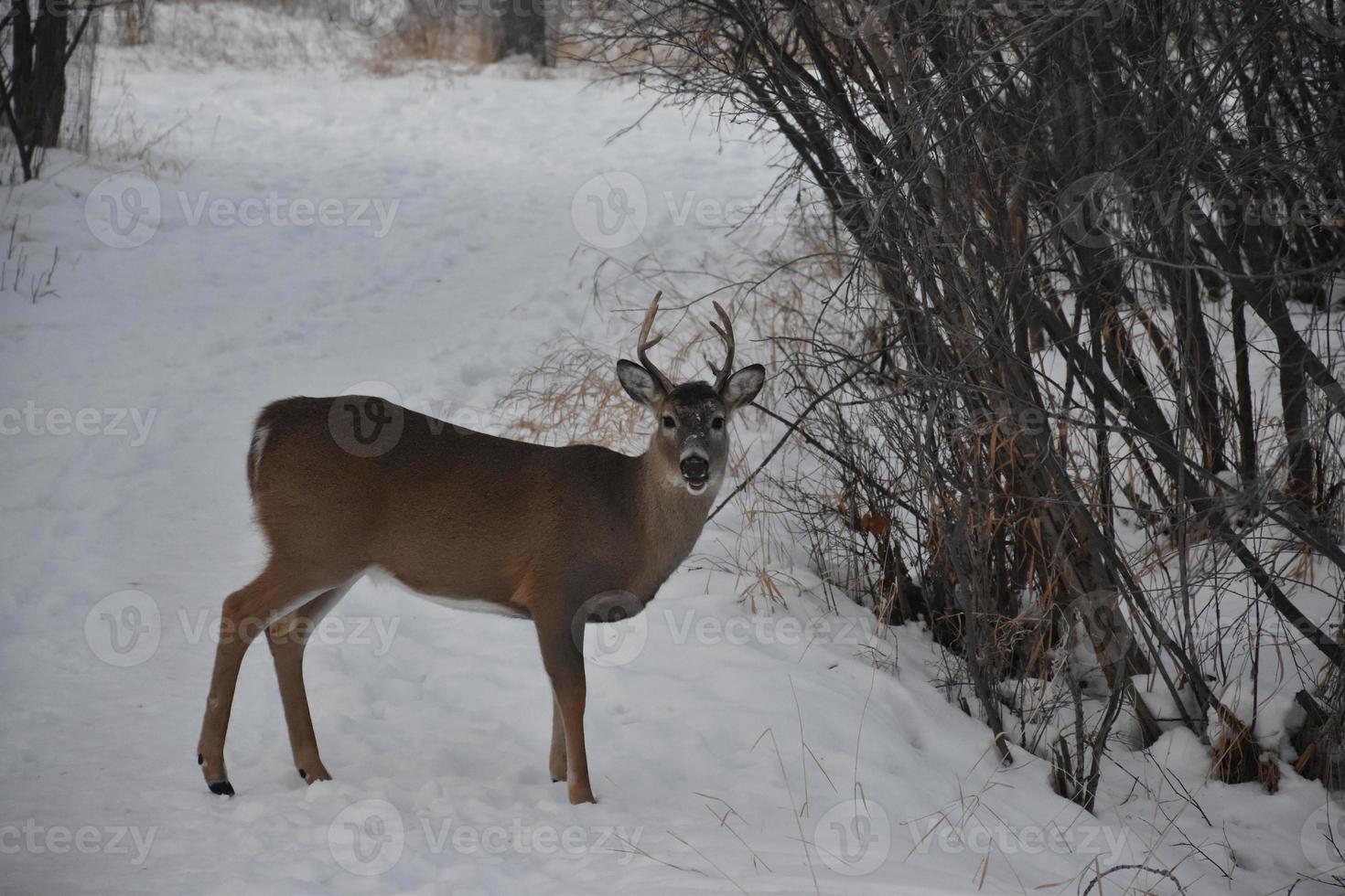Lone Deer in Winter photo