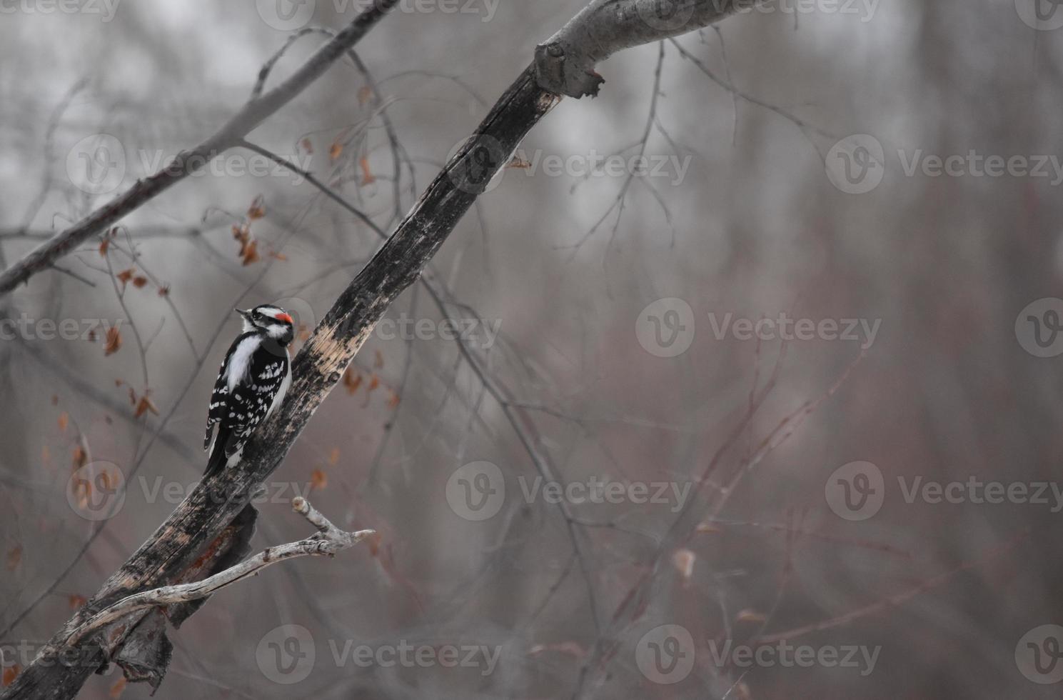 pájaro carpintero velloso sentado en un árbol foto