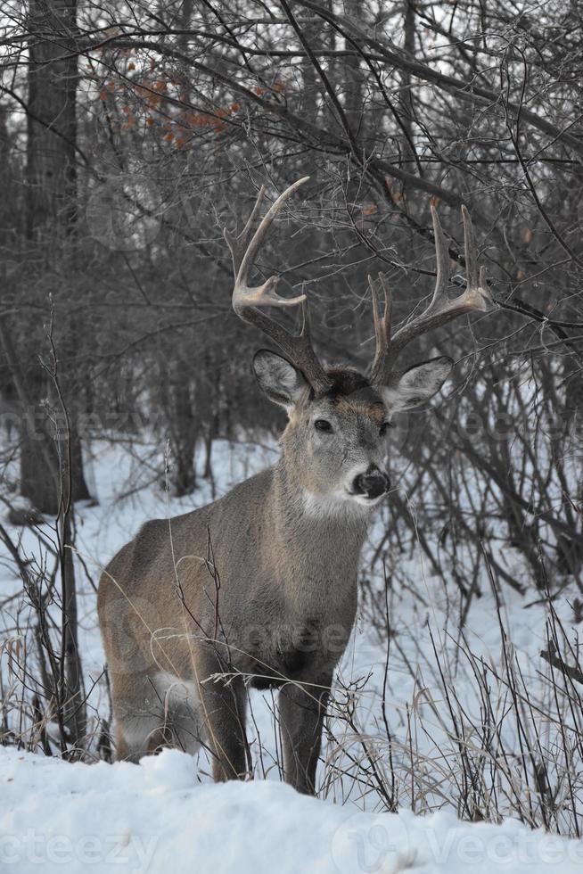 Lone Deer in Winter photo