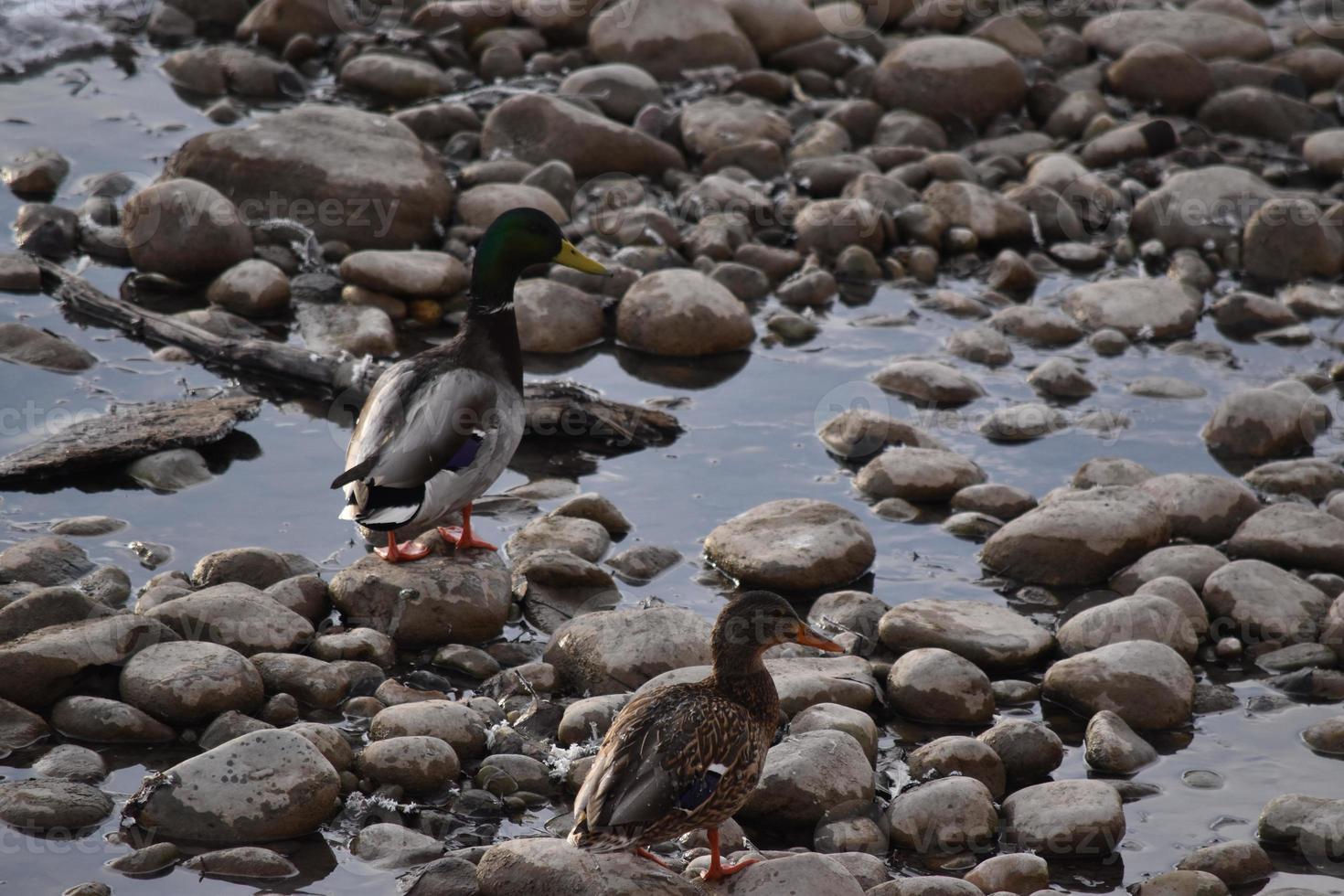 Mallard Ducks on Rocks and in Water photo