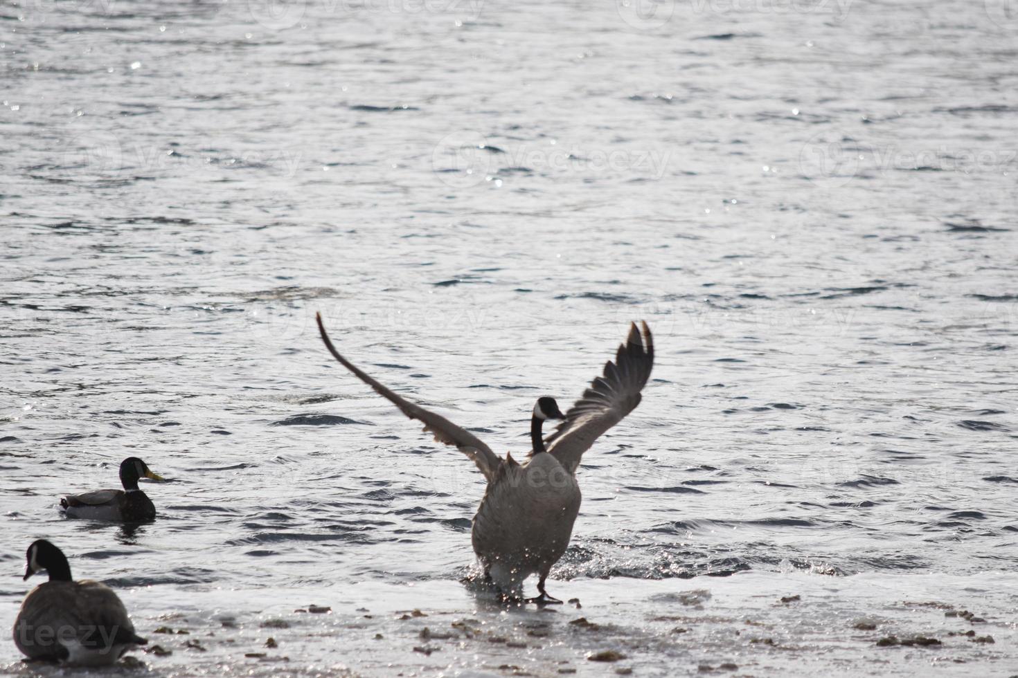 Canadian Geese on ice near open water photo