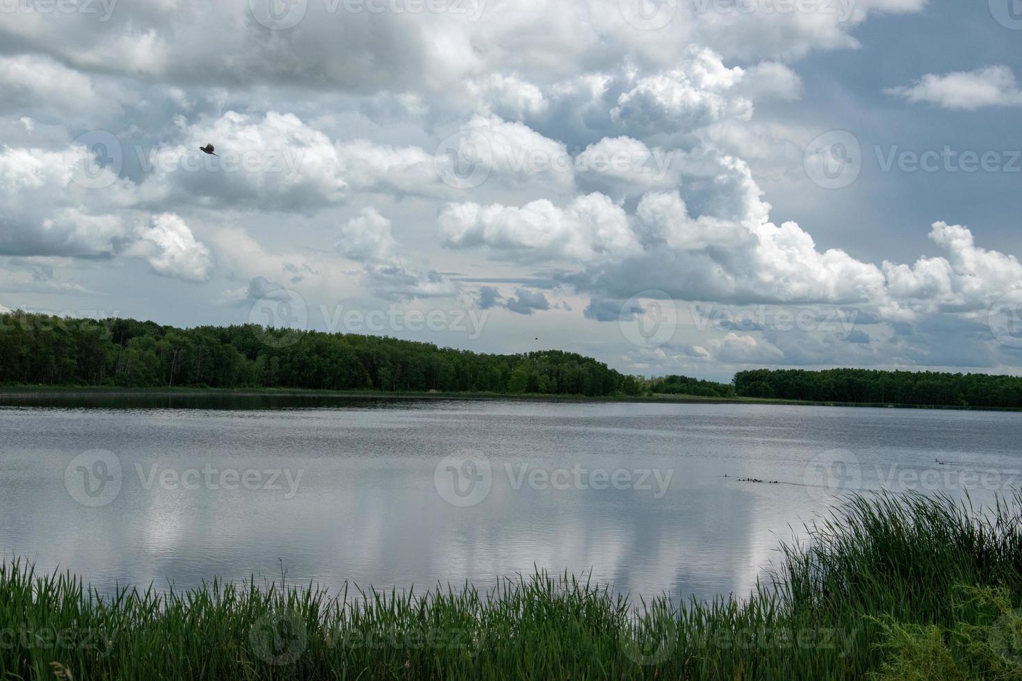 Marsh land in Saskatchewan, Canada. photo
