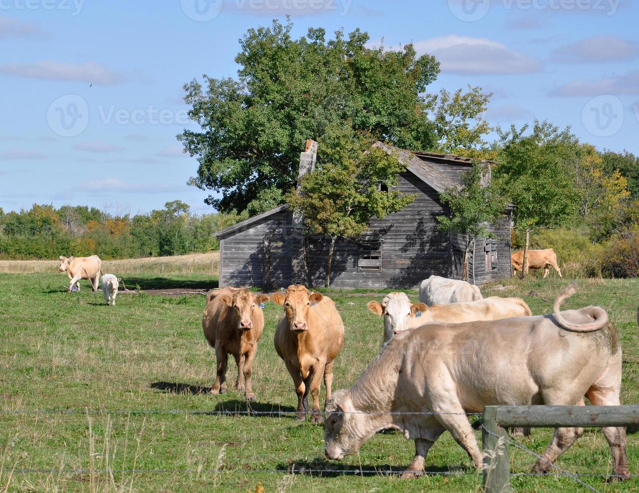 Curious herd of cattle approaches a fence photo