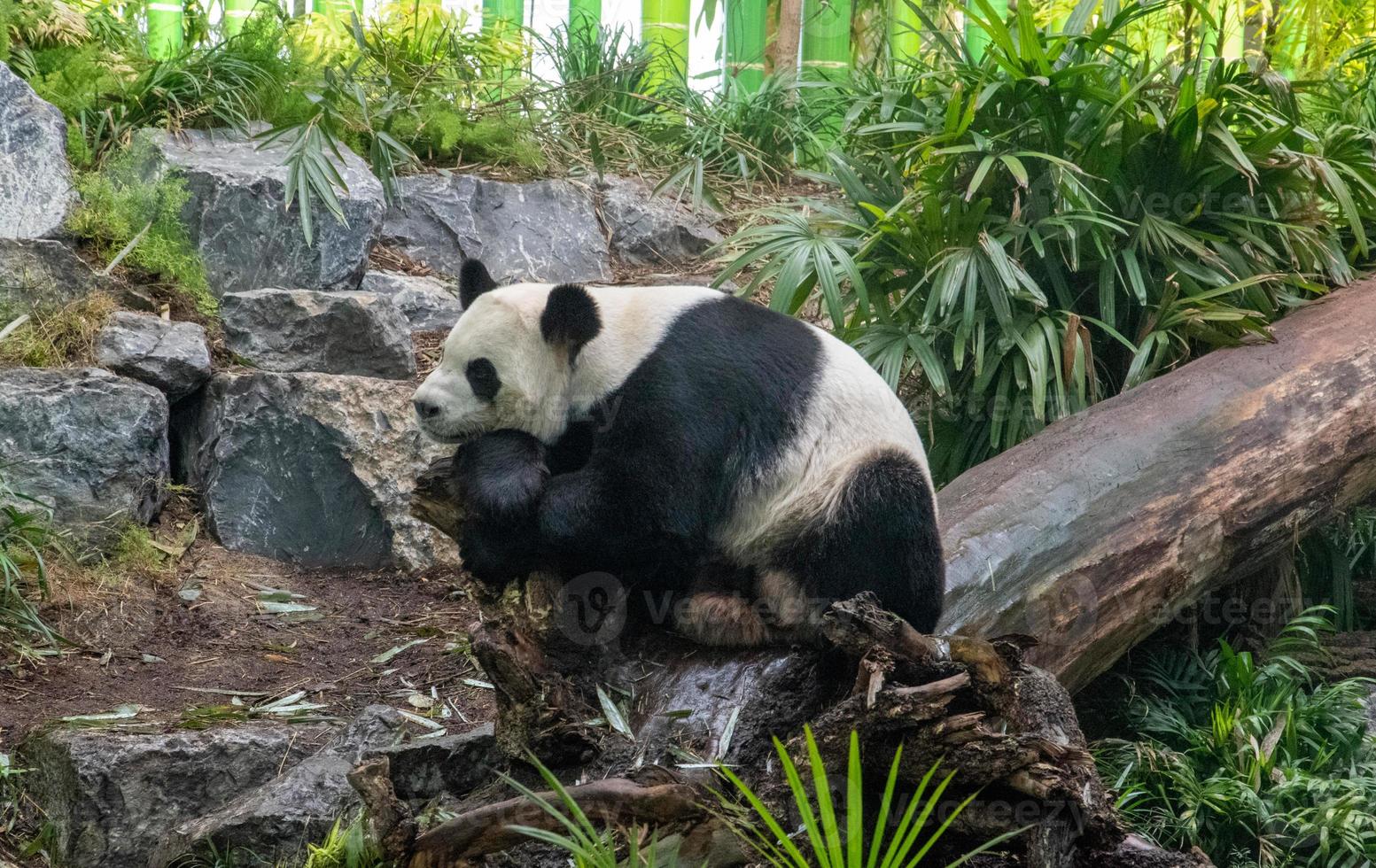 The giant panda Ailuropoda melanoleuca also known as the panda bear or simply the panda, is a bear species endemic to China. photo