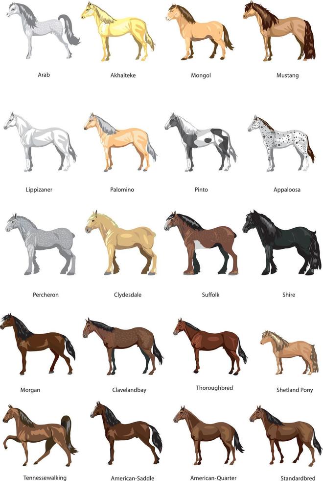 vector de conjunto de caballos