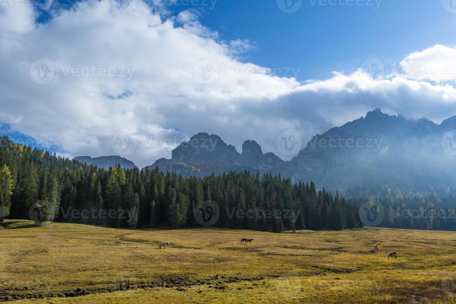 Beautiful landscape view of pine tree and hoses at Beautiful landscape view at  Belluno North of Italy. photo