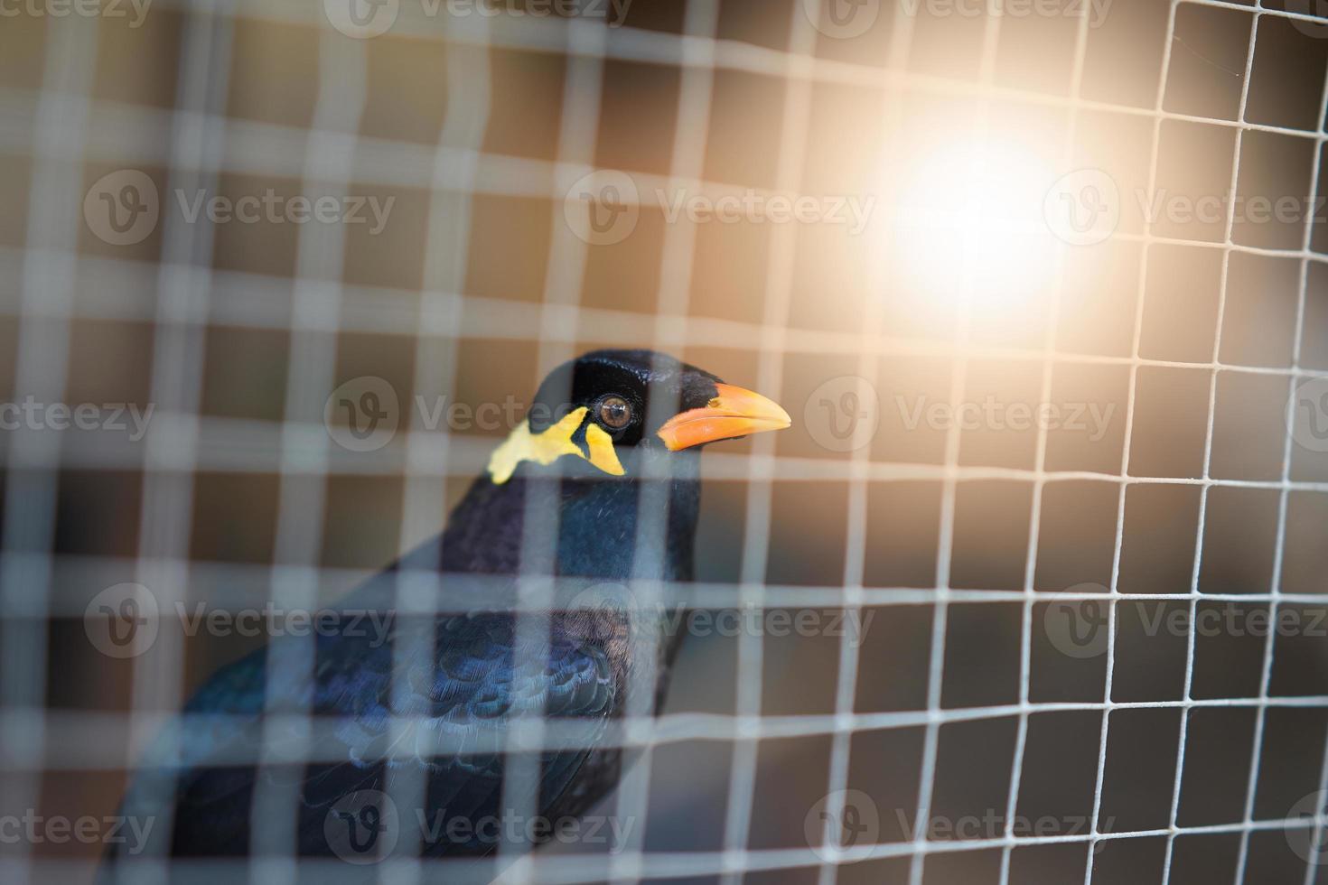 hill myna or black bird in cage net foreground in detain or imprison  life concept photo