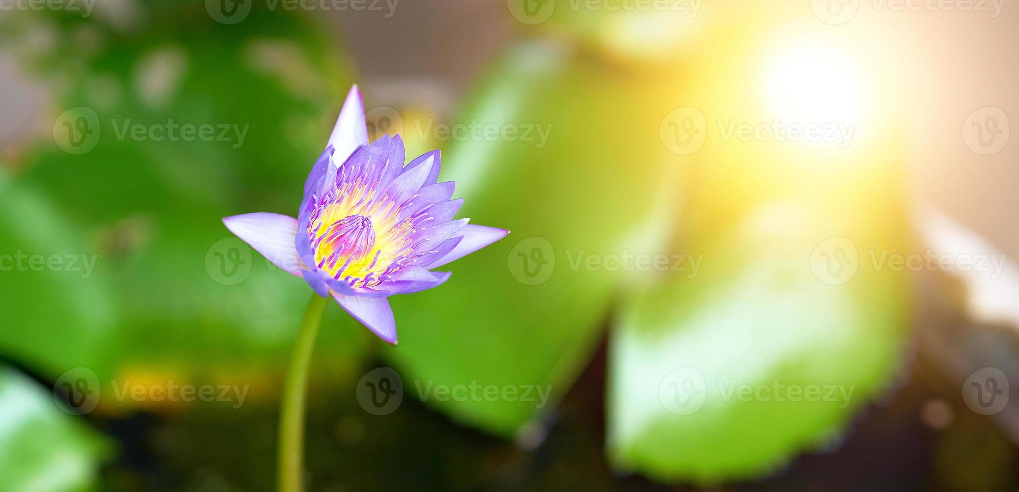 purple and yellow lotus on basin in garden background photo