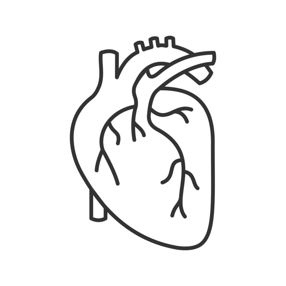 Human heart anatomy linear icon. Thin line illustration. Contour symbol. Vector isolated outline drawing