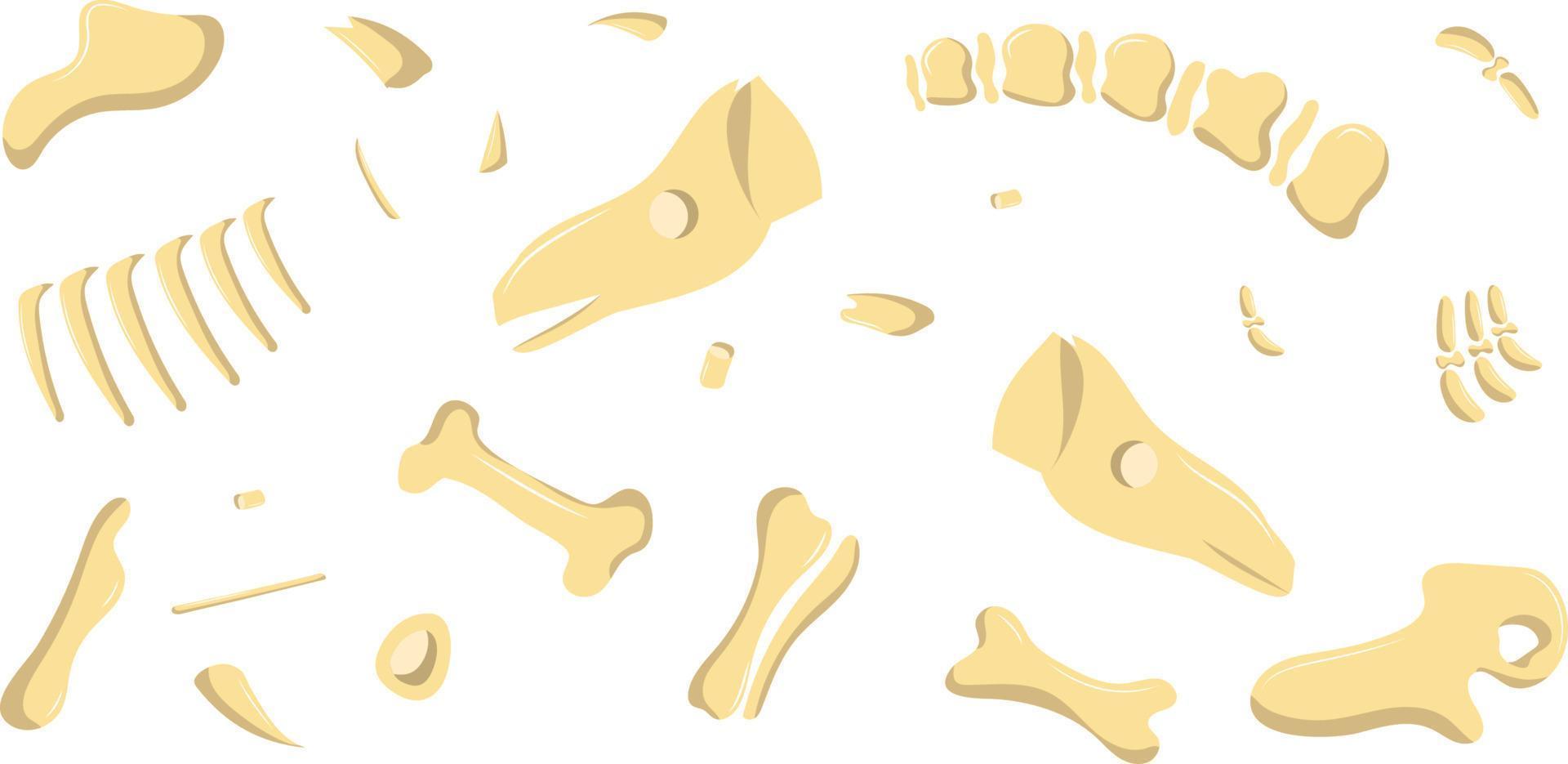 dinosaur bones are broken down in parts vector