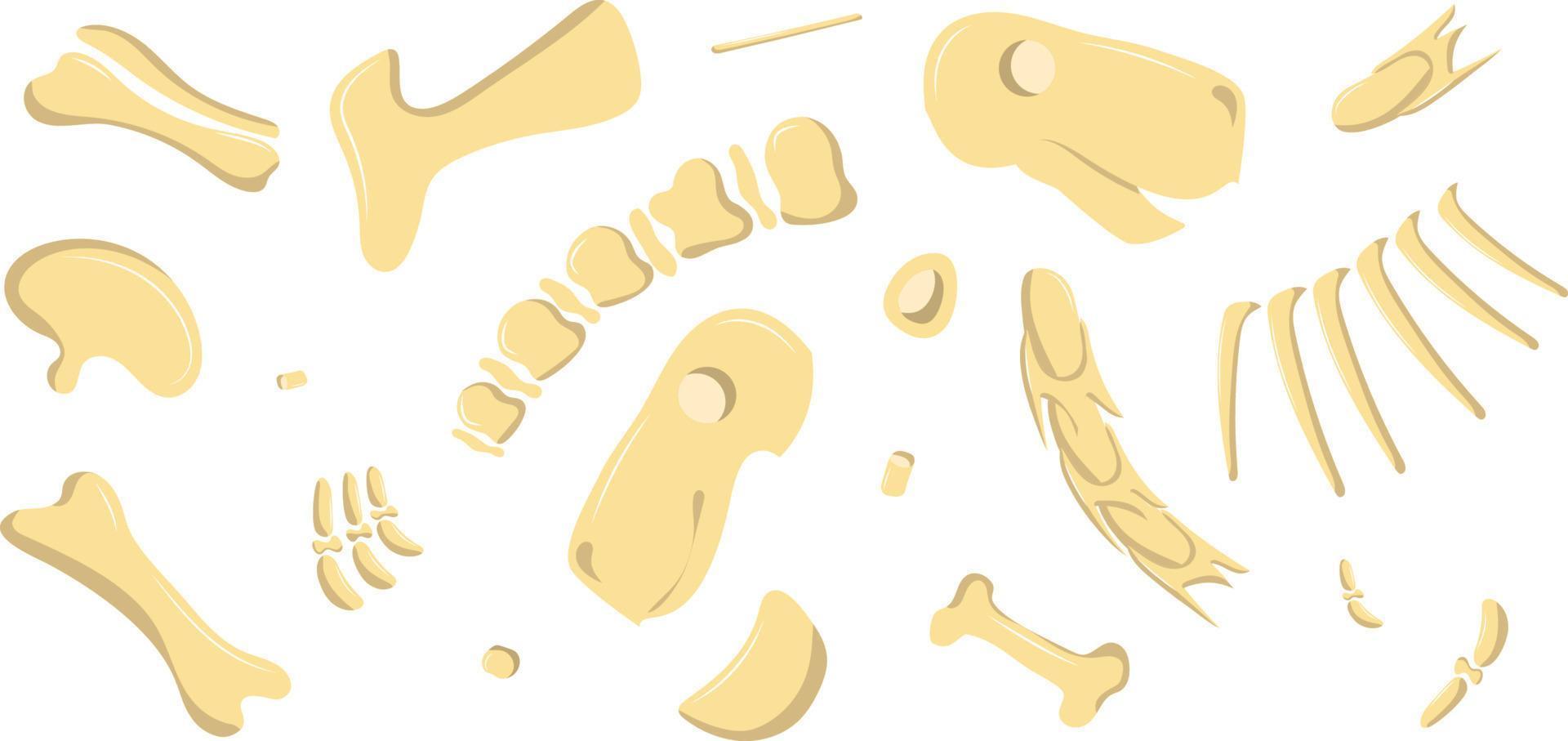 dinosaur bones are broken down in parts vector
