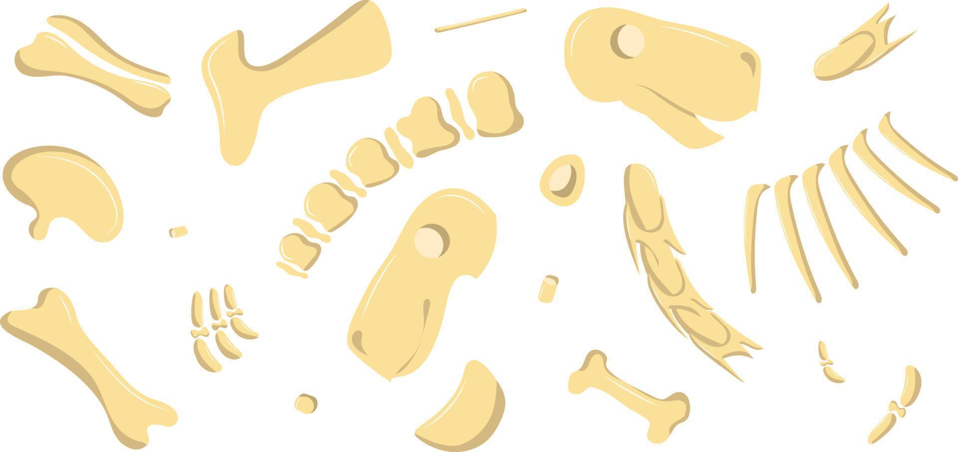 dinosaur bones are broken down in parts vector