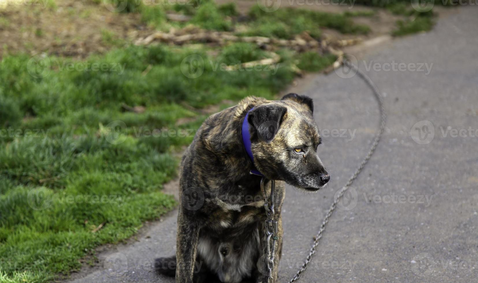 perro abandonado y encadenado foto