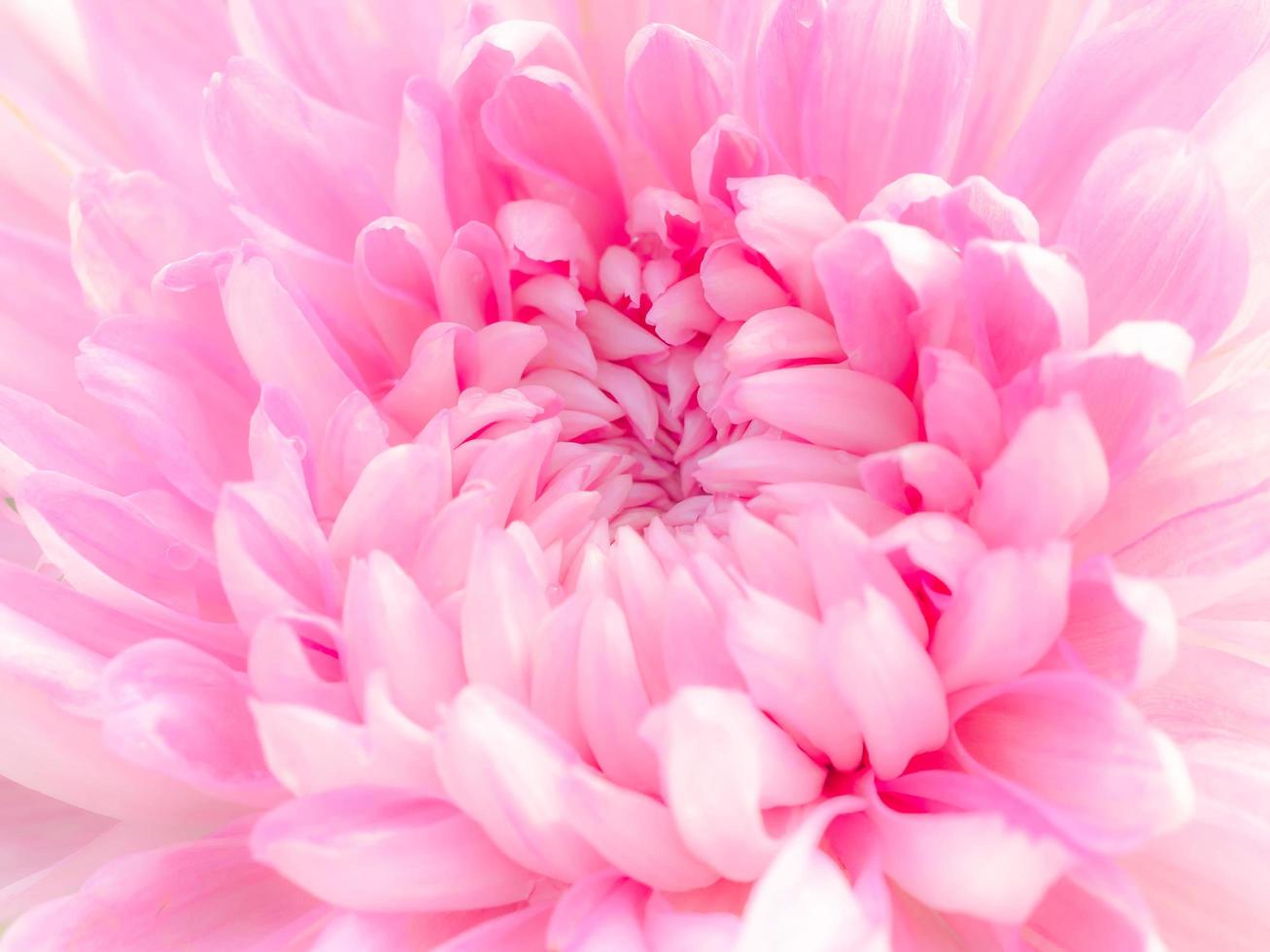 The patterns and textures are arranged and the beautiful color of the soft chrysanthemum photo