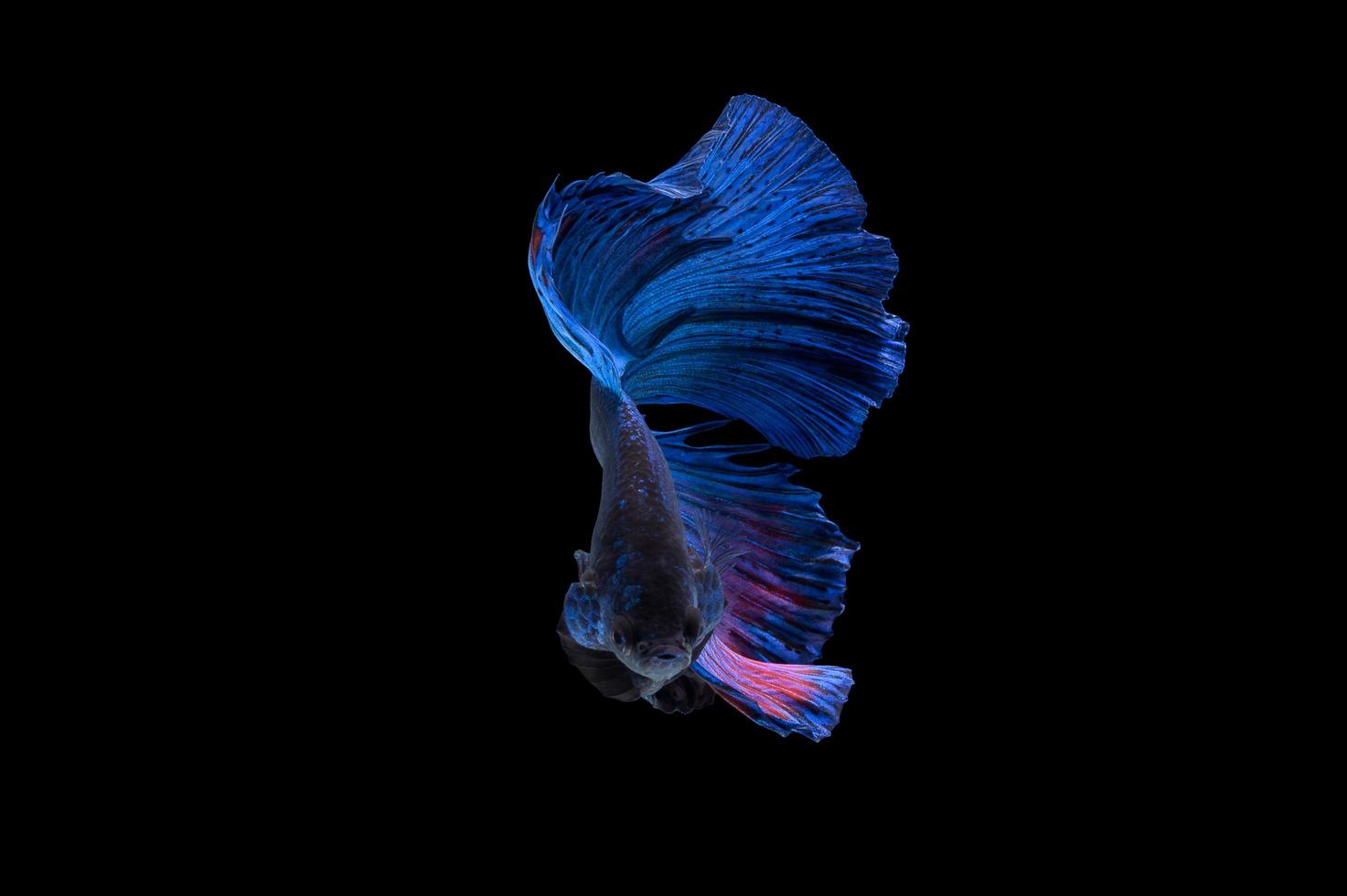 Action and movement of Thai fighting fish on a black background photo