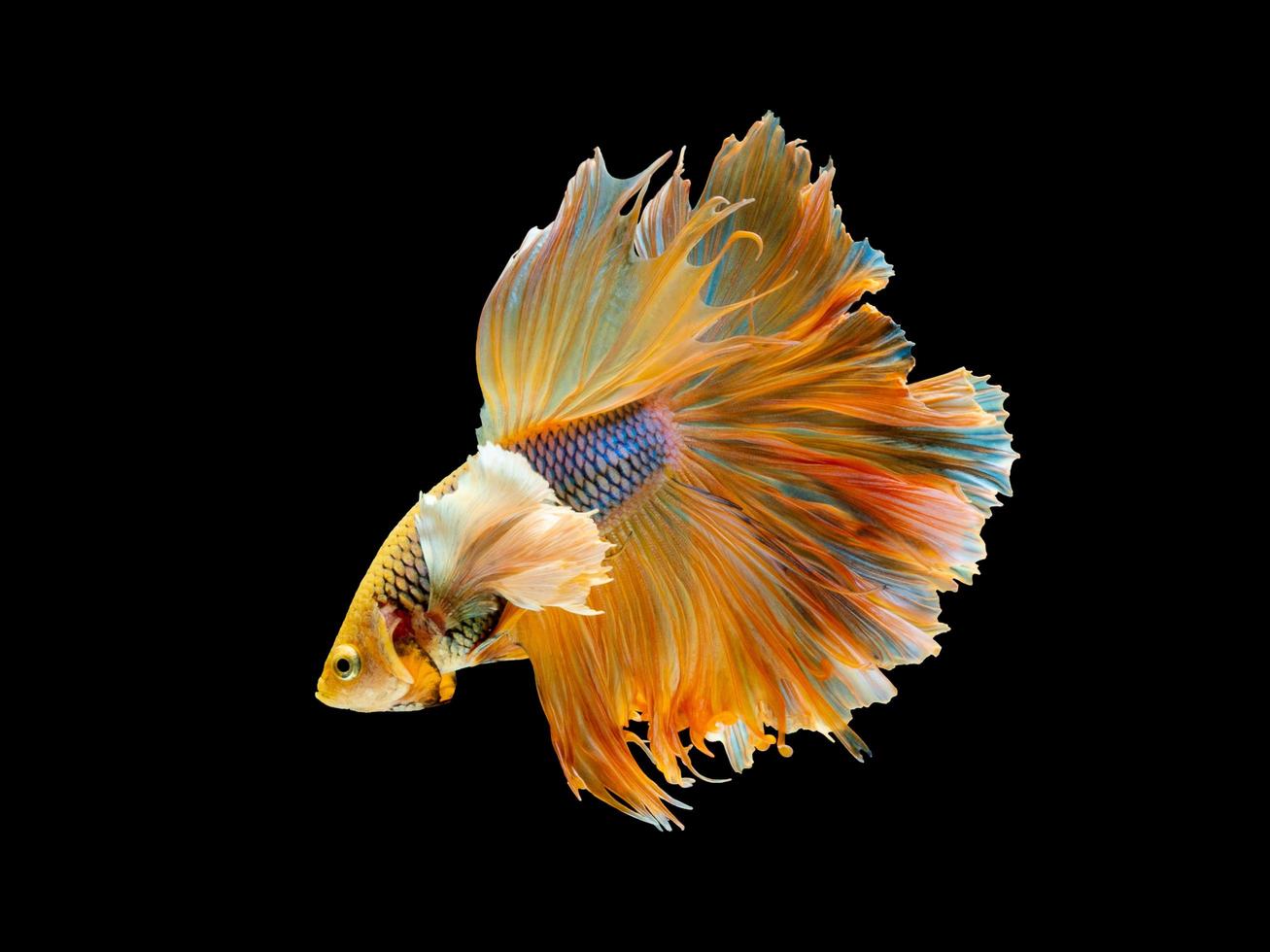 Action and movement of Thai fighting fish on a black background photo