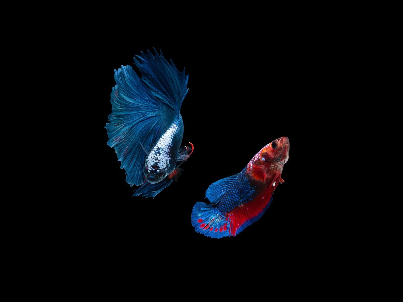 Action and movement of Thai fighting fish on a black background photo