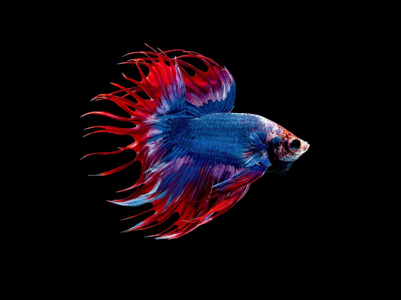 Action and movement of Thai fighting fish on a black background photo