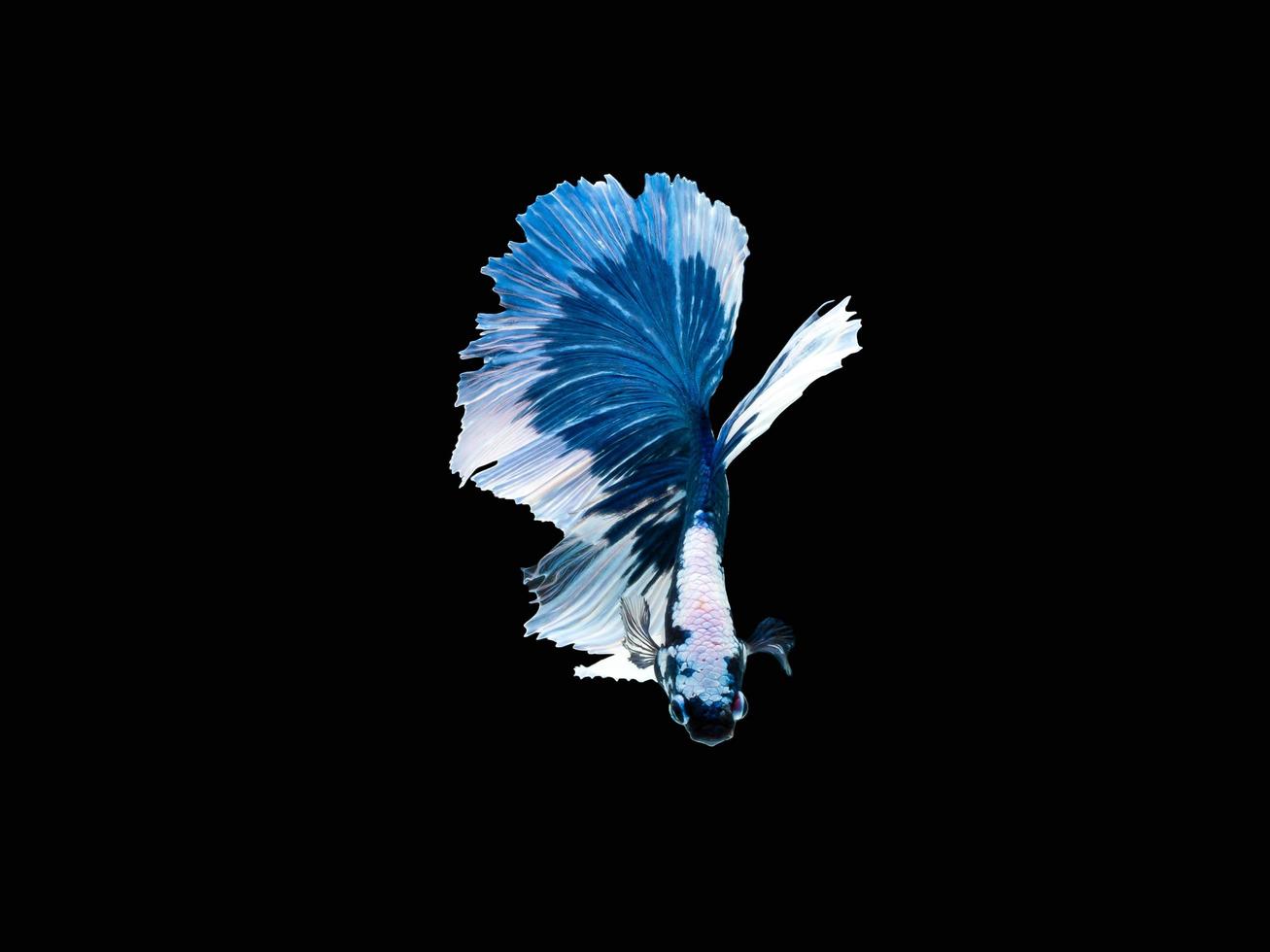 Action and movement of Thai fighting fish on a black background photo