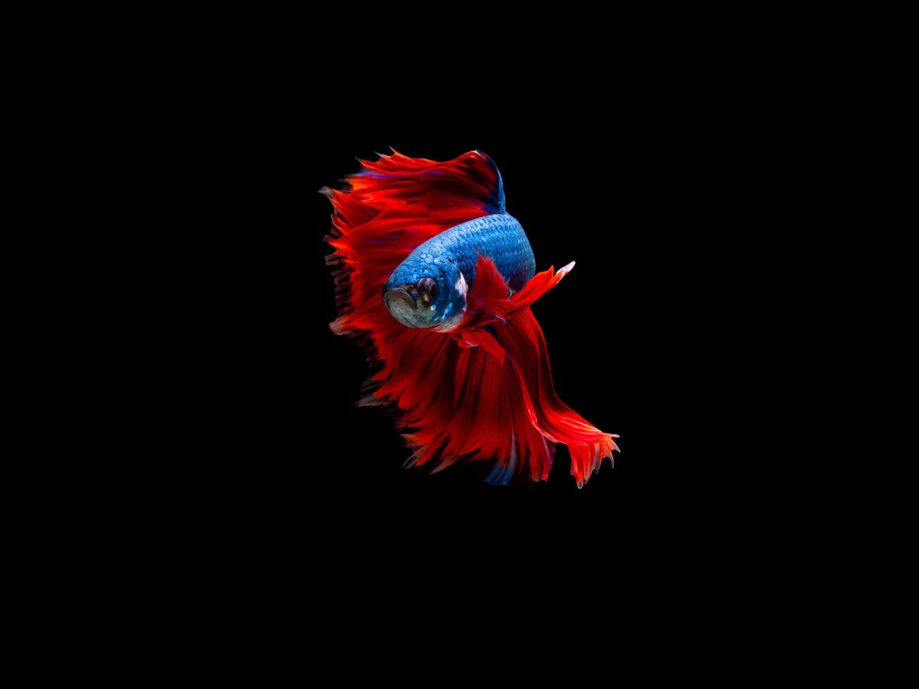 Action and movement of Thai fighting fish on a black background photo