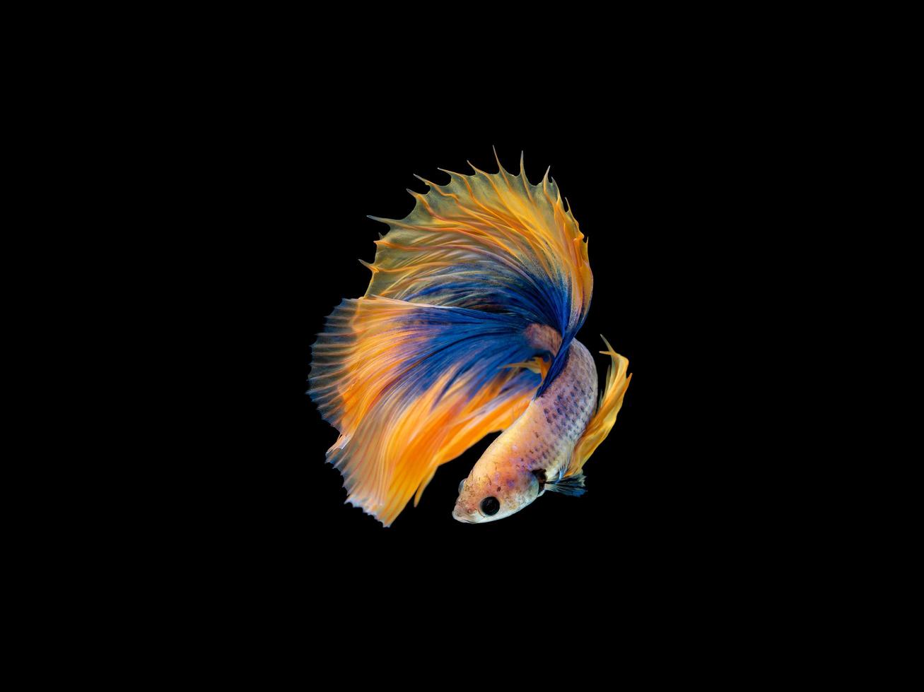 Action and movement of Thai fighting fish on a black background, Halfmoon Betta photo