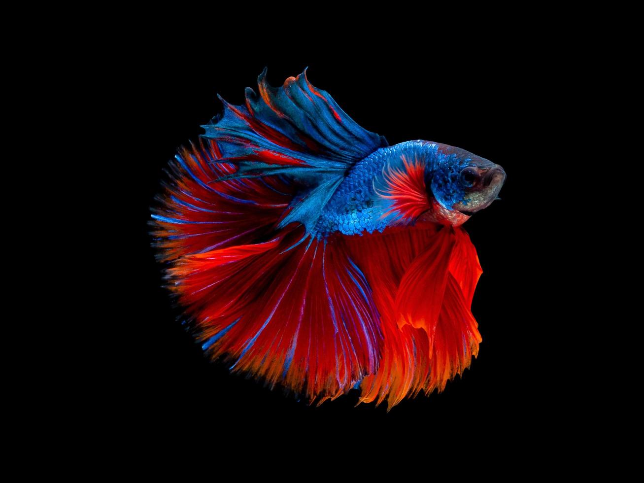 Action and movement of Thai fighting fish on a black background, Halfmoon Betta photo