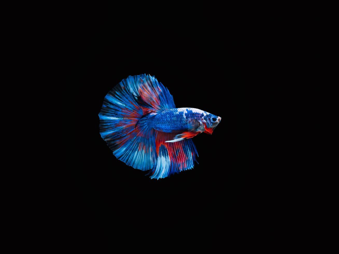 Action and movement of Thai fighting fish on a black background photo