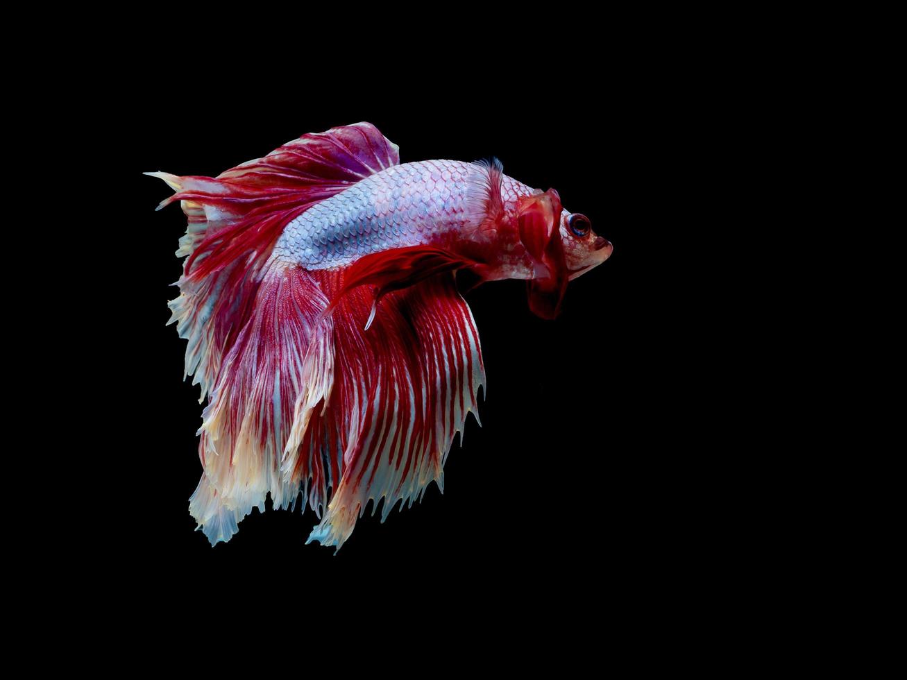 Action and movement of Thai fighting fish on a black background photo