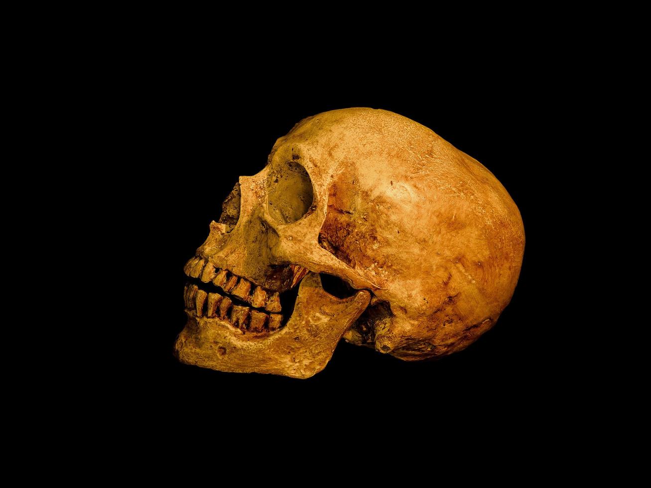 Still life with human skull on dark background photo