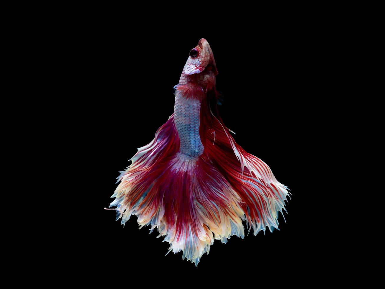 Action and movement of Thai fighting fish on a black background photo