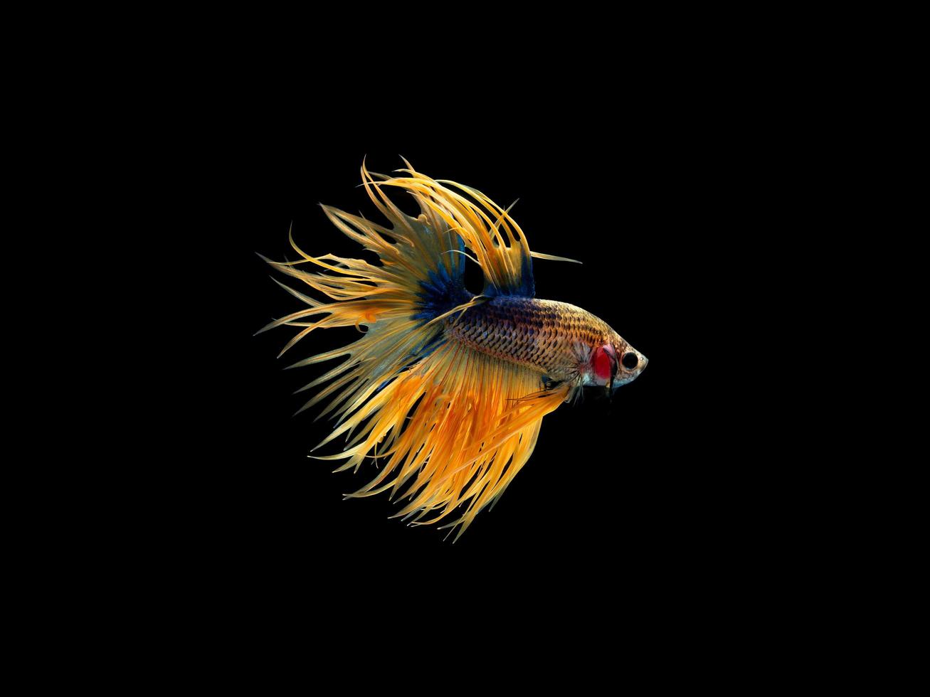 Action and movement of Thai fighting fish on a black background, Crowntail Betta photo