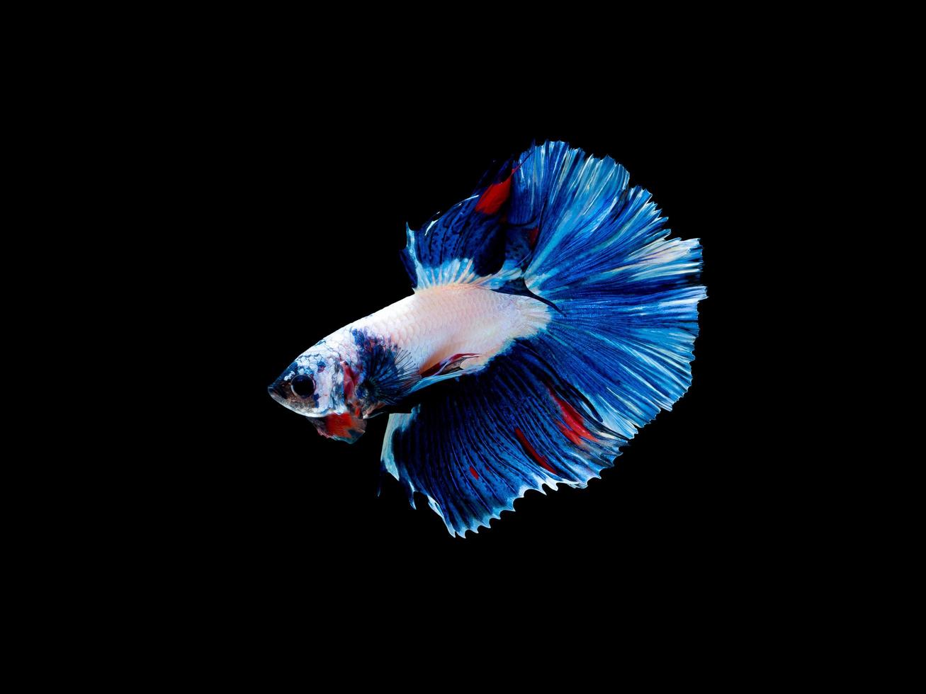 Action and movement of Thai fighting fish on a black background photo