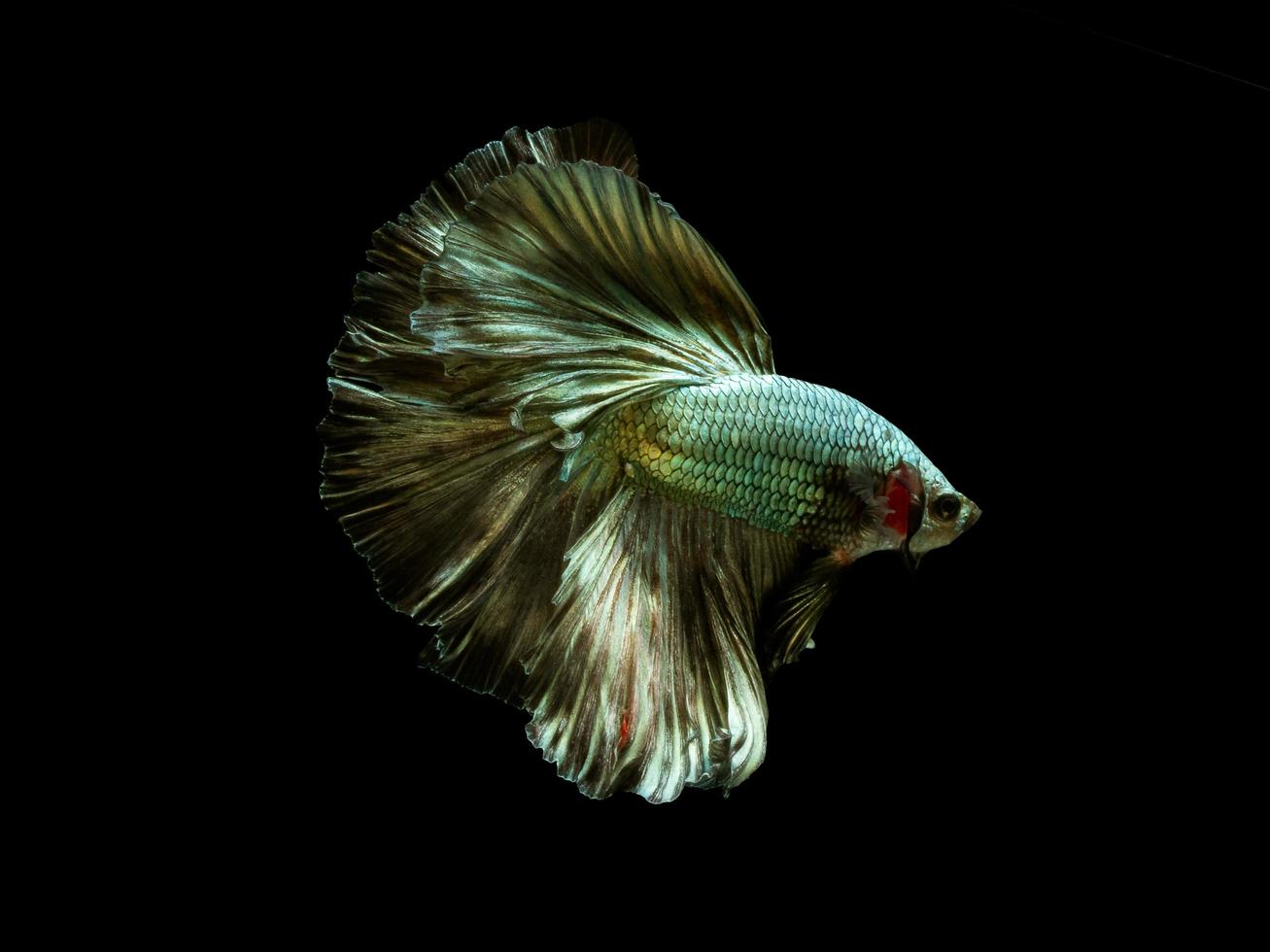 Action and movement of Thai fighting fish on a black background photo