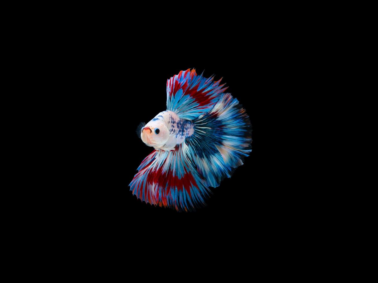 Action and movement of Thai fighting fish on a black background photo