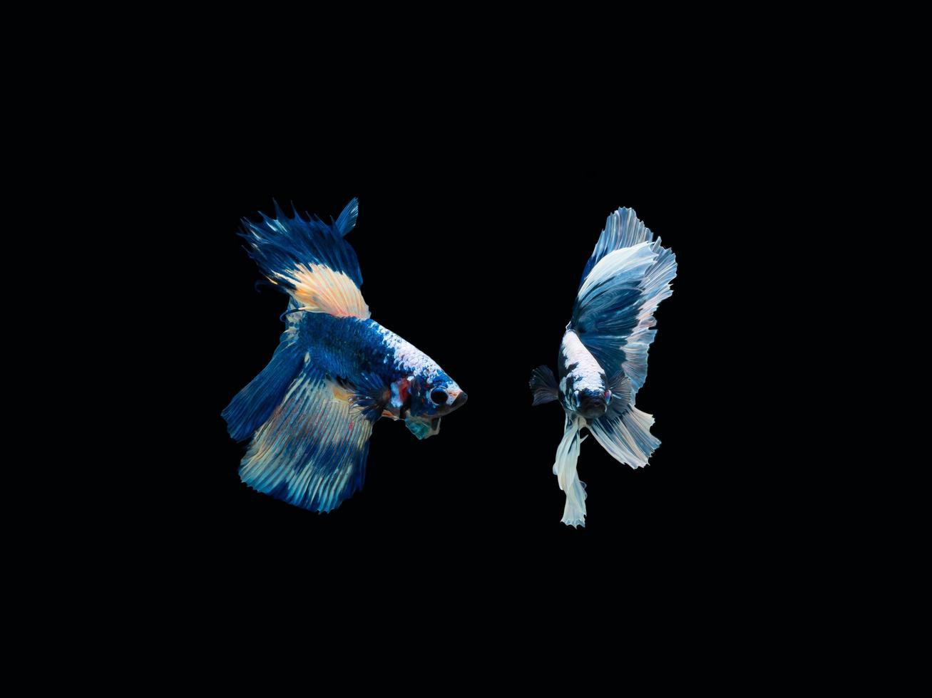 Action and movement of Thai fighting fish on a black background photo