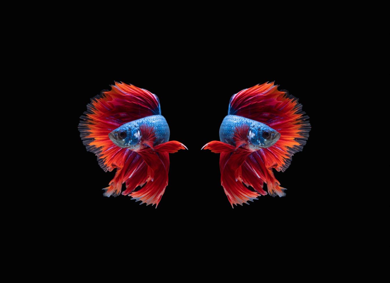 Action and movement of Thai fighting fish on a black background photo