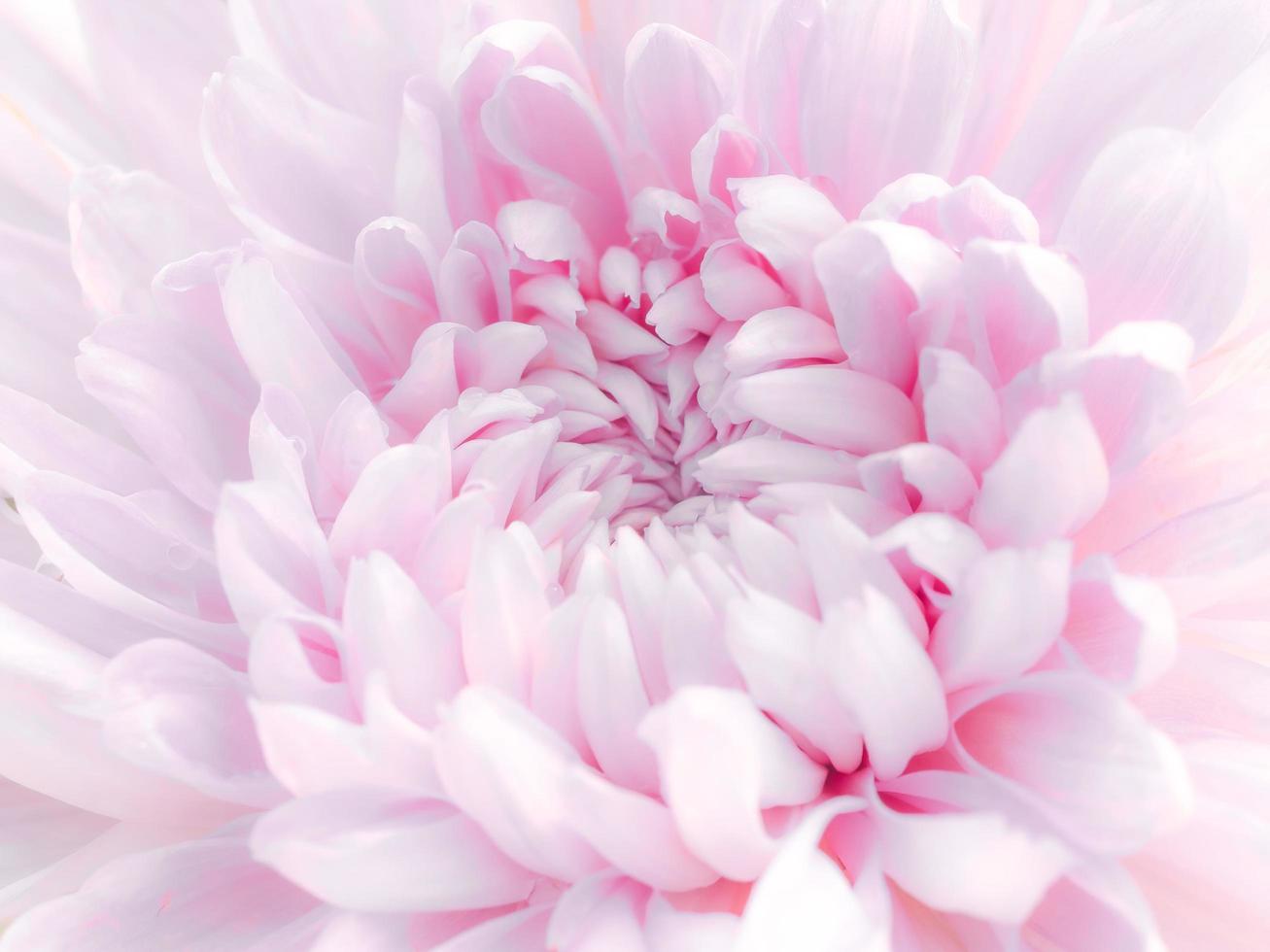 The patterns and textures are arranged and the beautiful color of the soft chrysanthemum photo