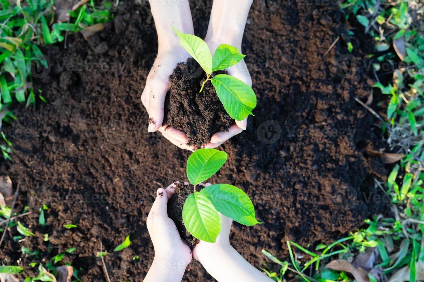 Image Asian little girl holding a sapling in her hand photo