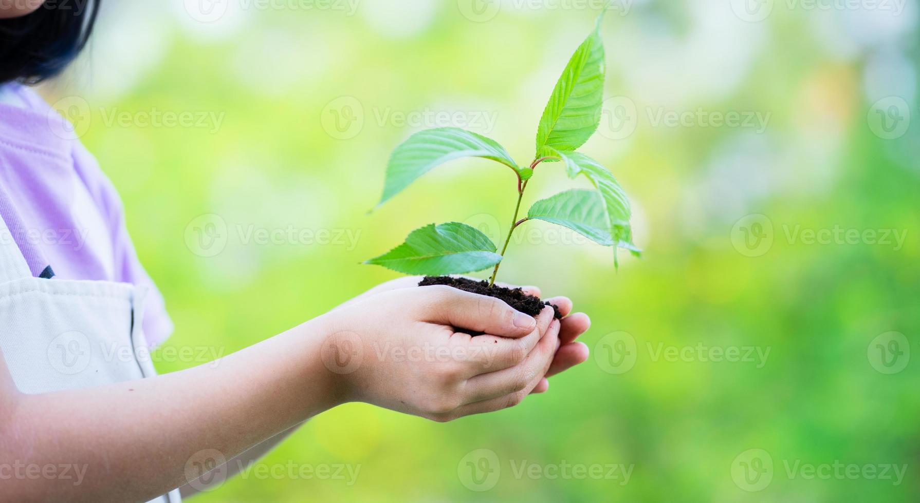 Image Asian little girl holding a sapling in her hand photo