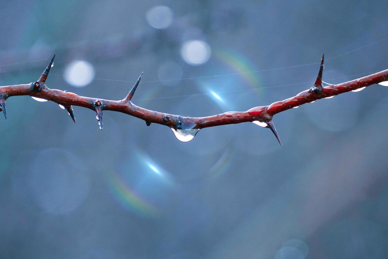drop on the tree branch in rainy days in autumn season photo