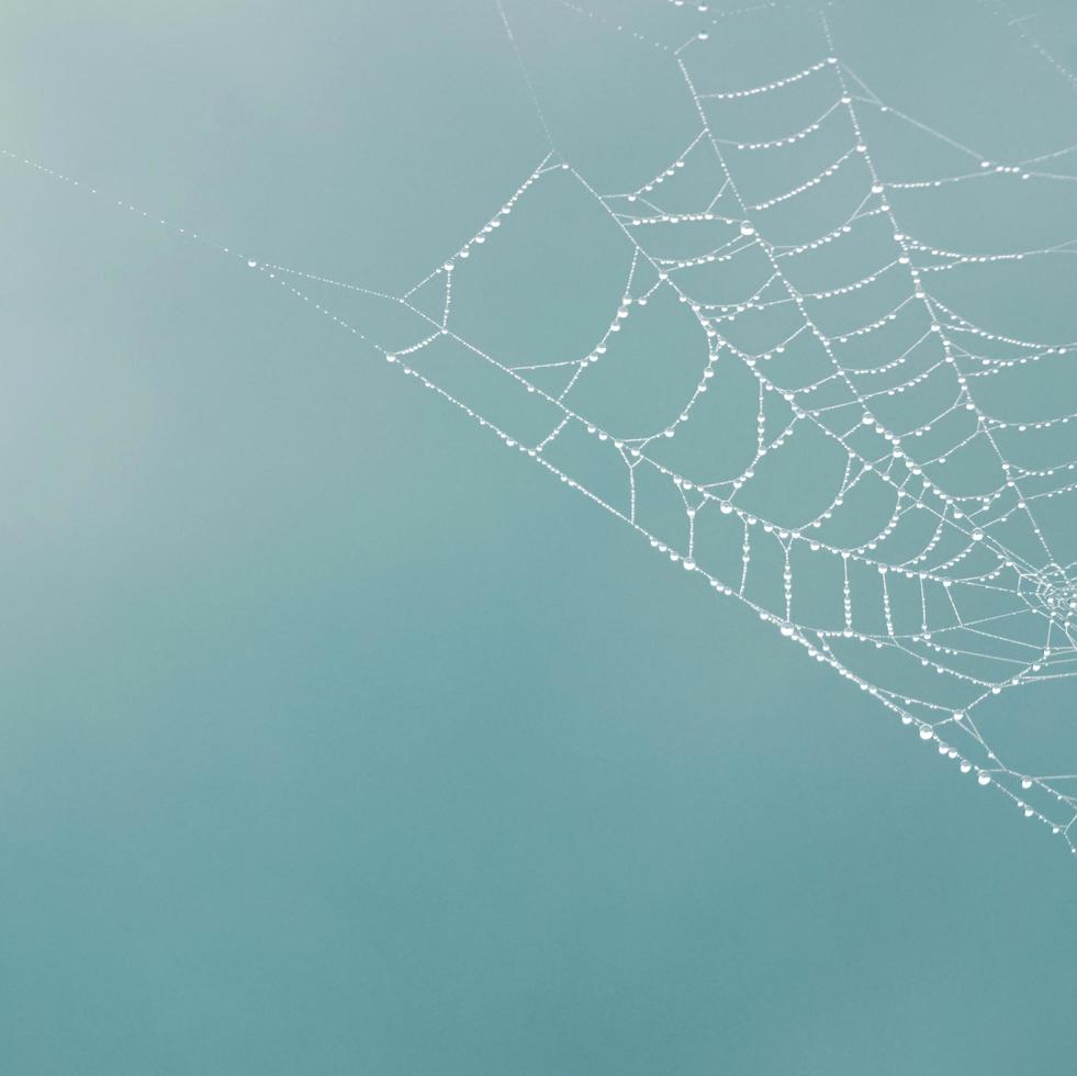 gotas de lluvia en la telaraña en días lluviosos foto